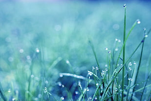 macro photography of water drop on grass